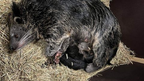 В Таллиннском зоопарке умер детеныш экзотического животного, родившийся в феврале