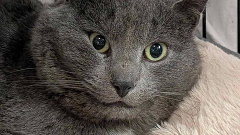 PILTUUDIS ⟩ Varjupaika saabus tõukass, kes hulkus üle aasta üksi õues