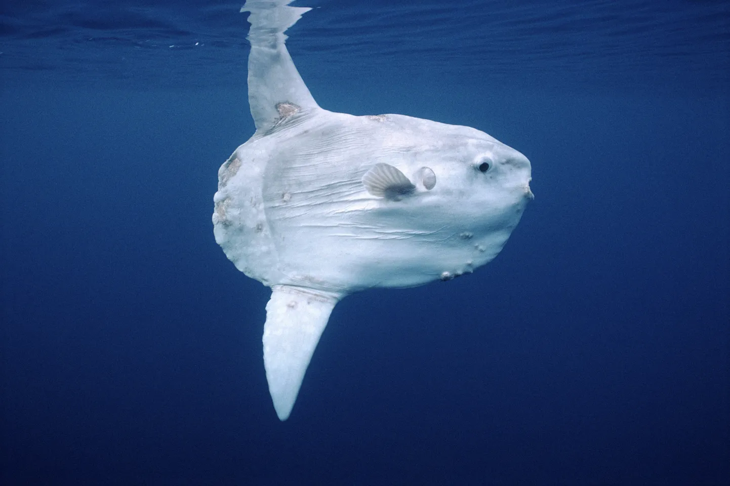Mola Mola.