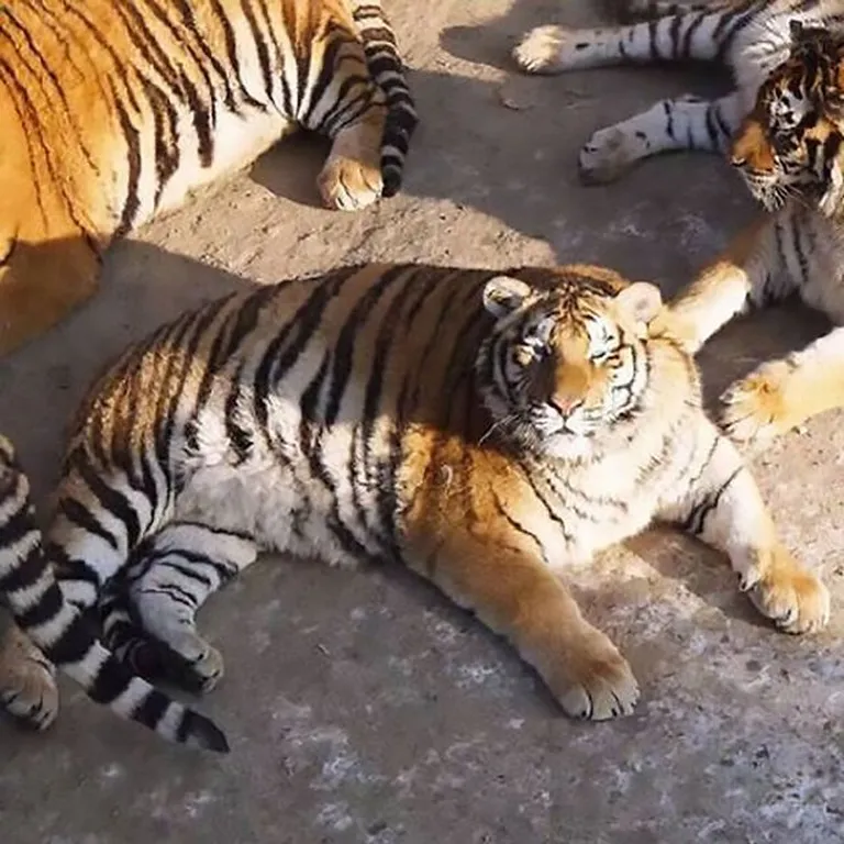 Ülekaaluline tiiger.