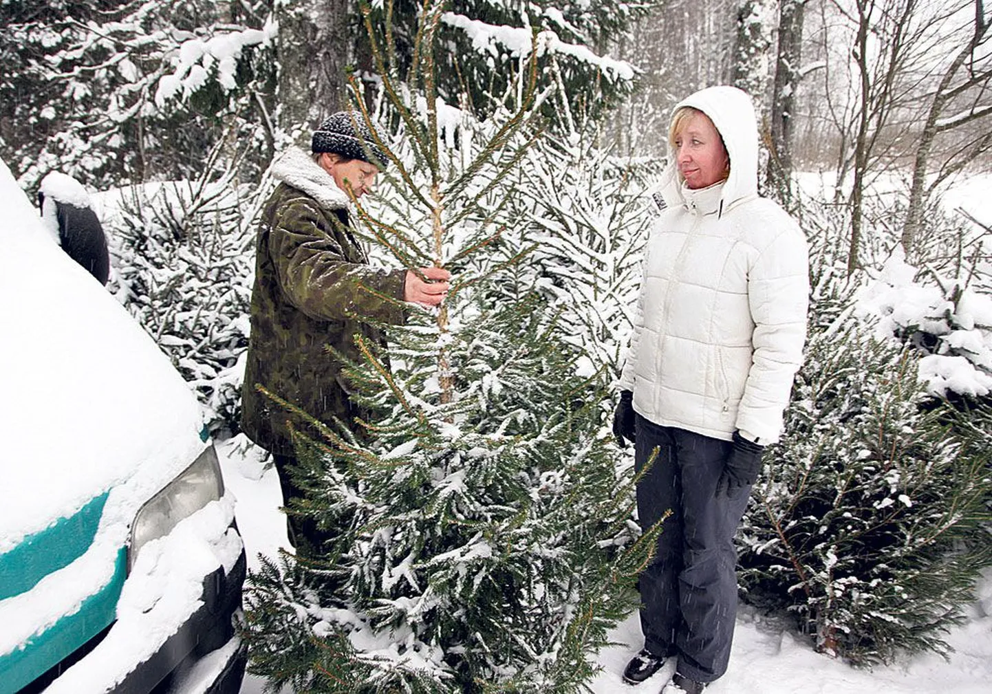 Хернарт Кальме и Тийна Вольмерсон повезут в Таллинн 500 высаженных в 2004 году елок.