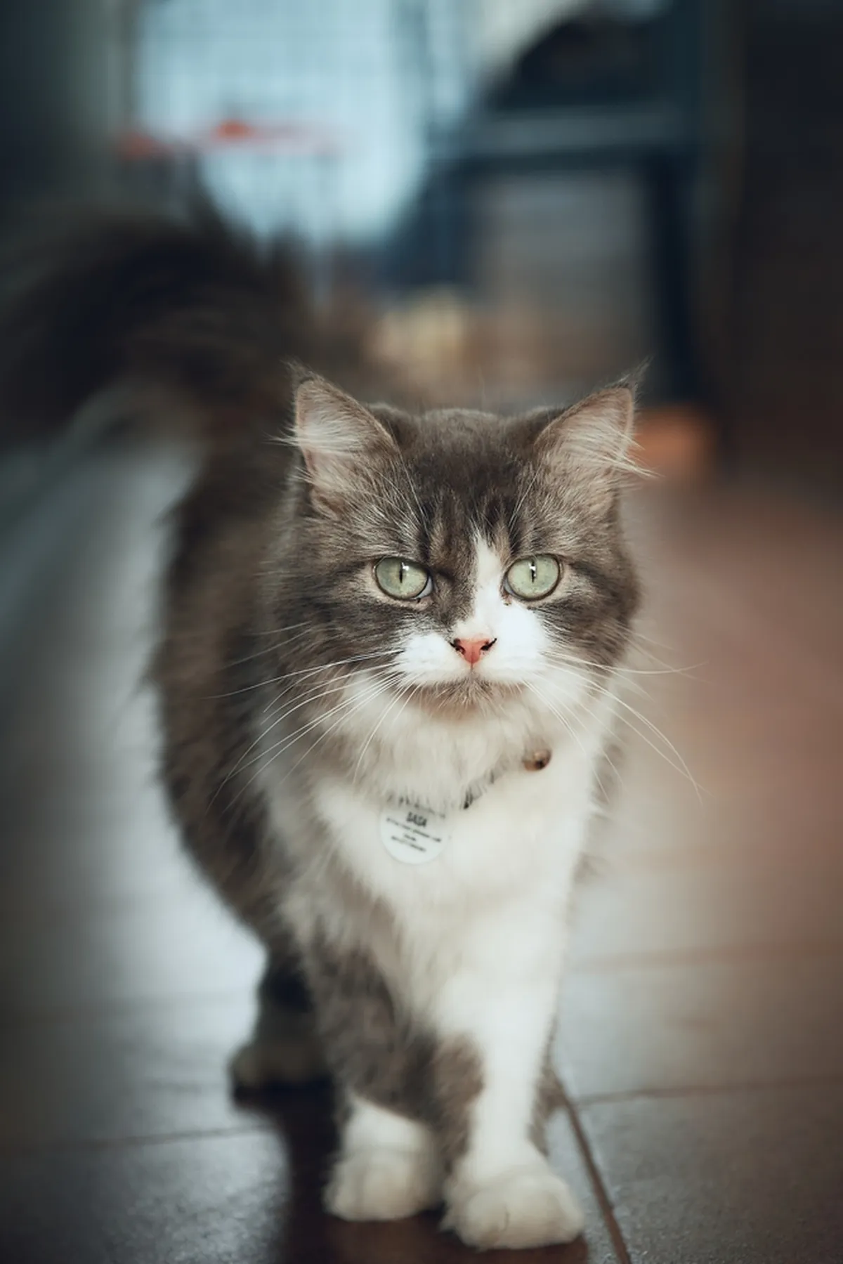 Kimrik