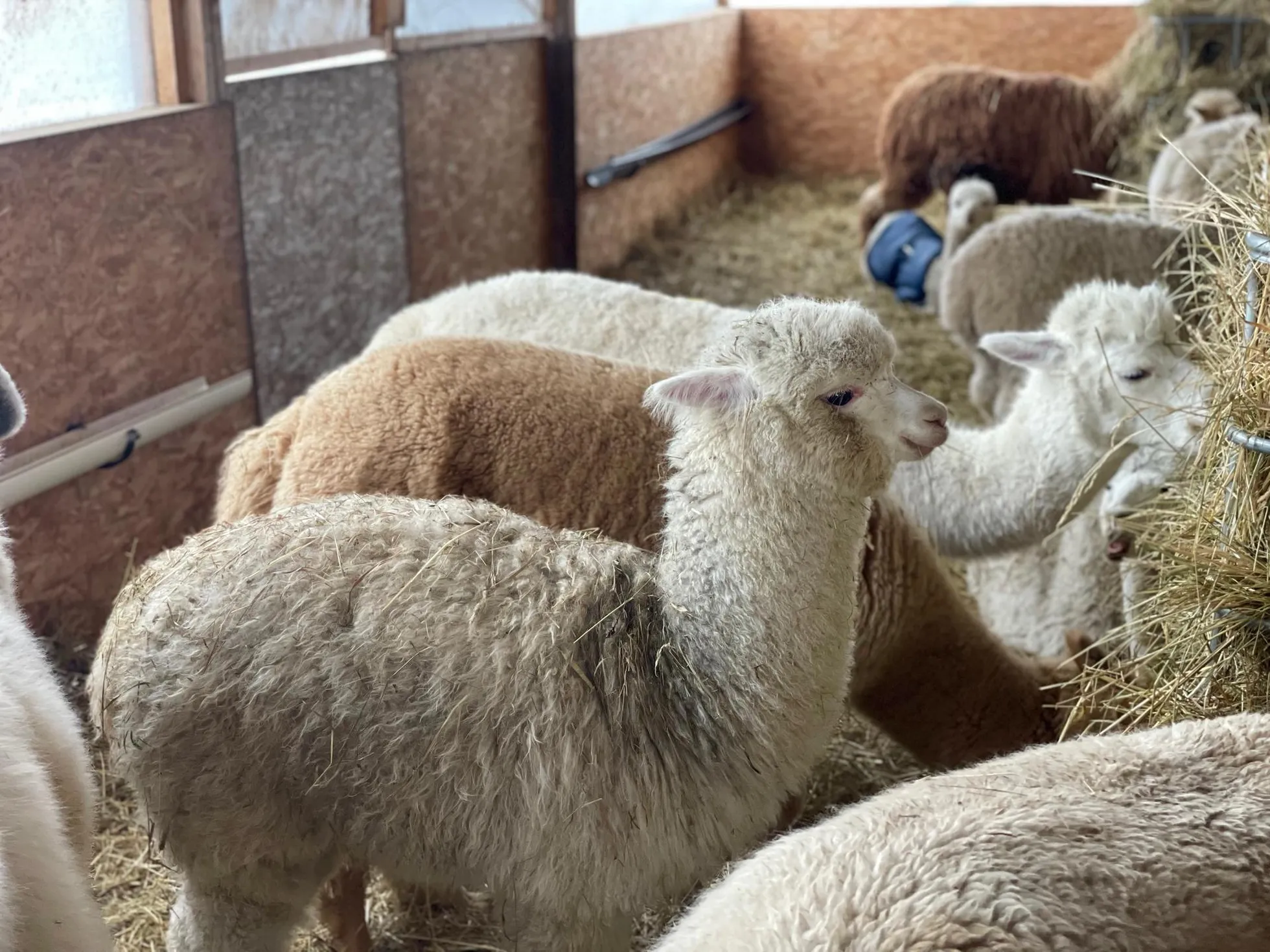 Alpakafarmis elab täna 77 alpakat. FOTO: