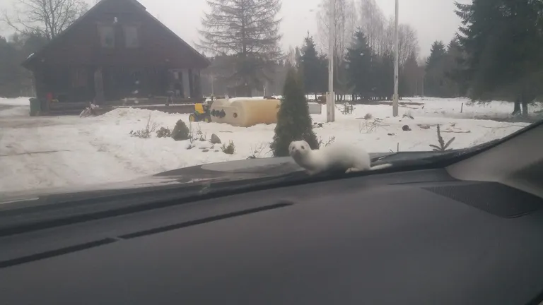 Ласка.