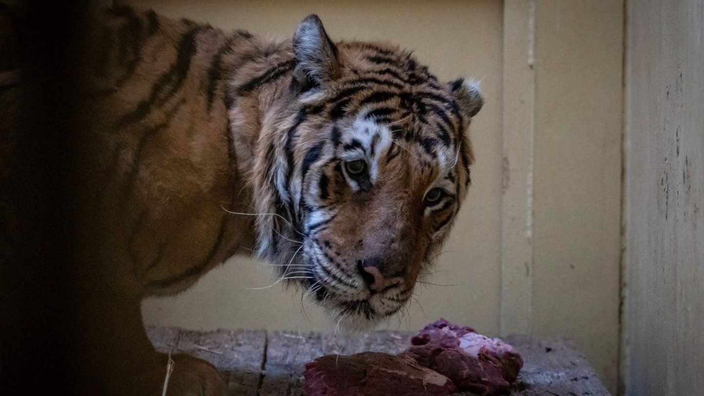 Так выглядел один из спасенных тигров в первые часы после освобождения