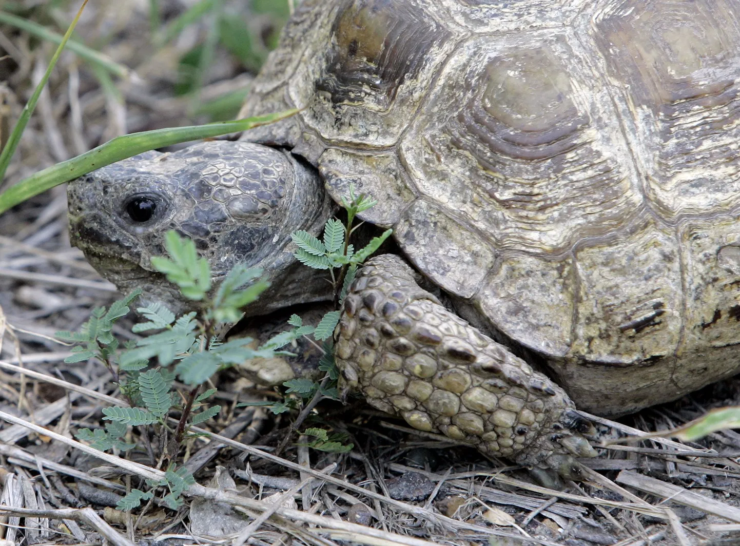 Kilpkonn paljastas kanepikasvatuse