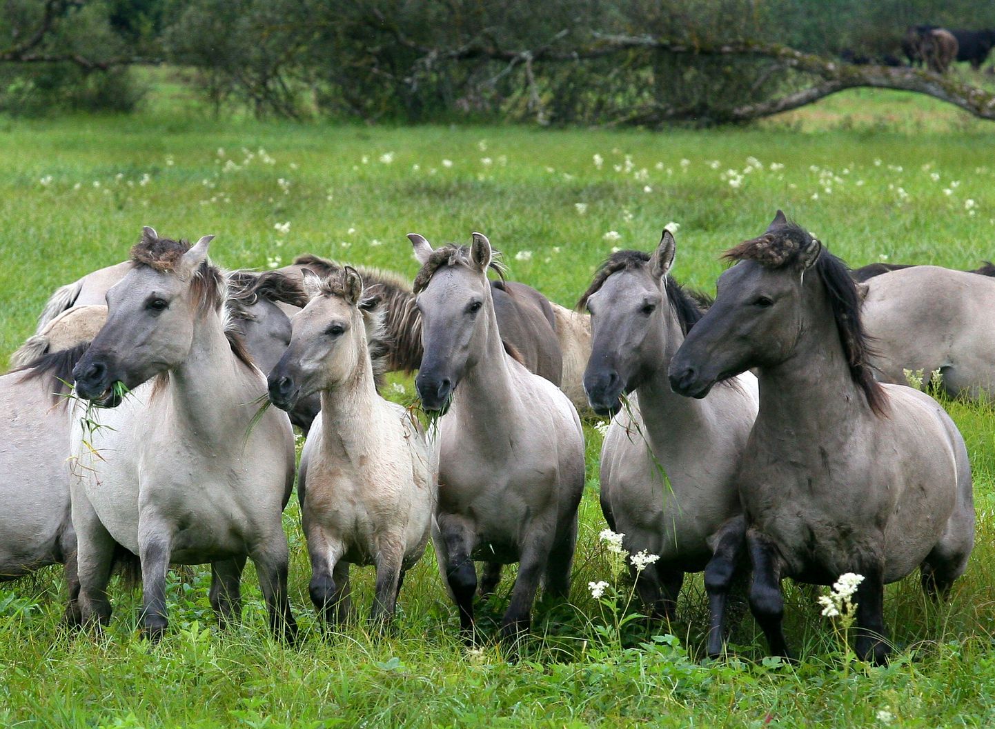 Soomaa rahvuspark ning Sookuninga looduskaitseala said ligi 50 koniku tõugu hobust, kes hakkavad hooldama poollooduslikke kooslusi.
