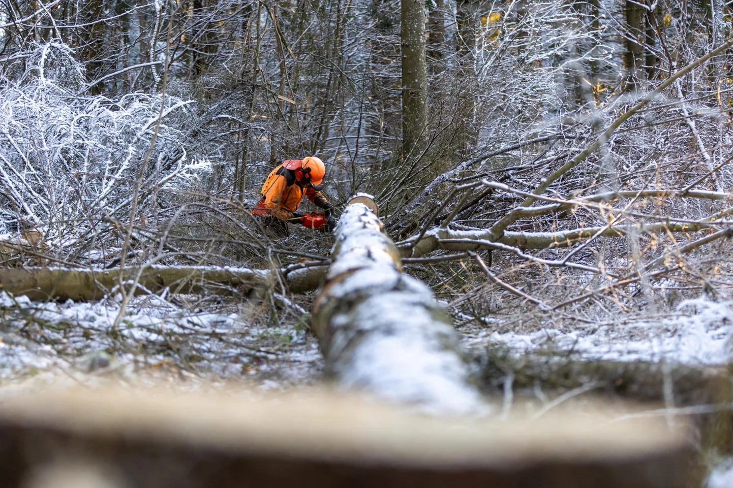 Rakvere linna metsades käib sanitaarraie.