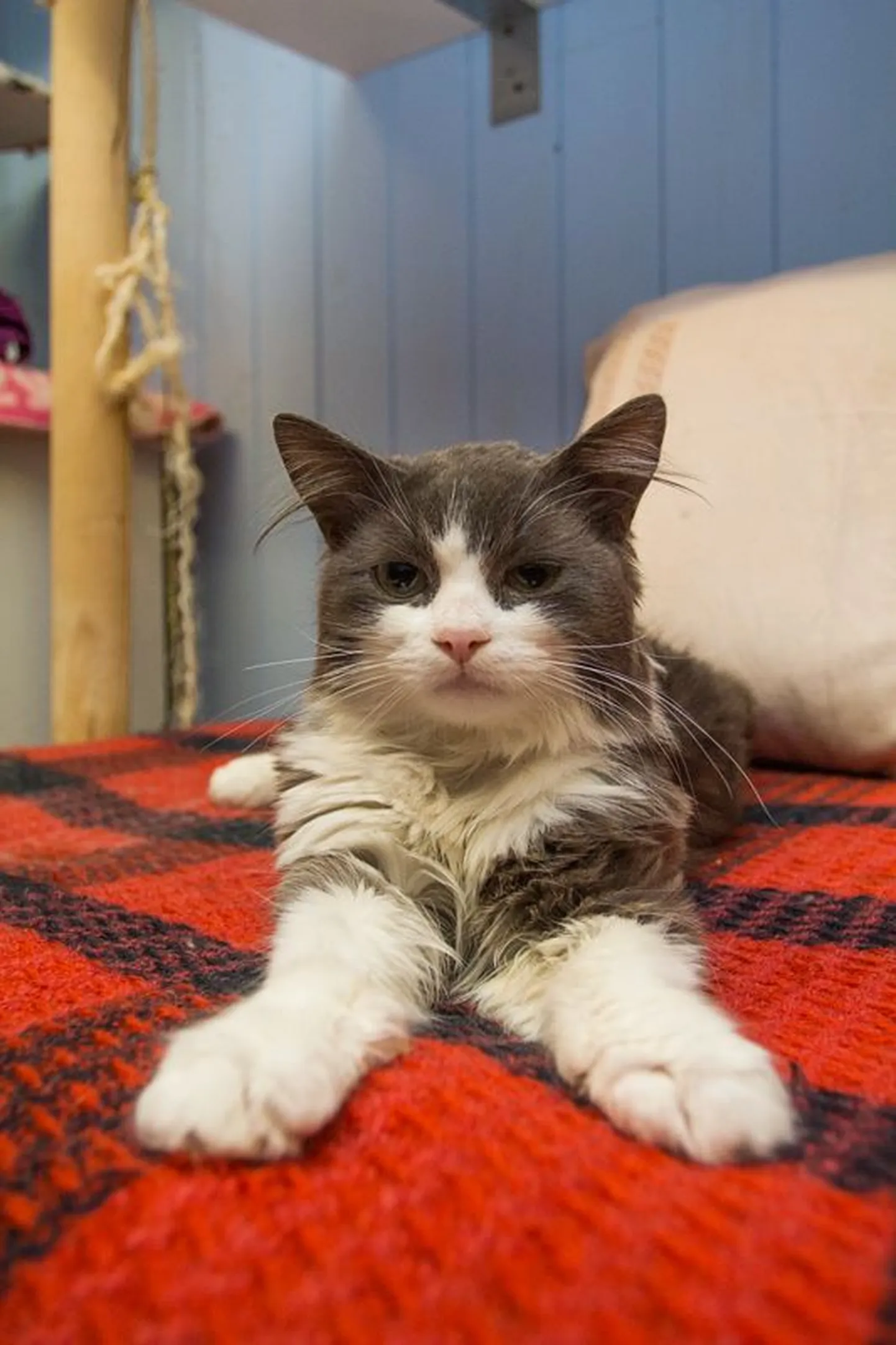 Simon