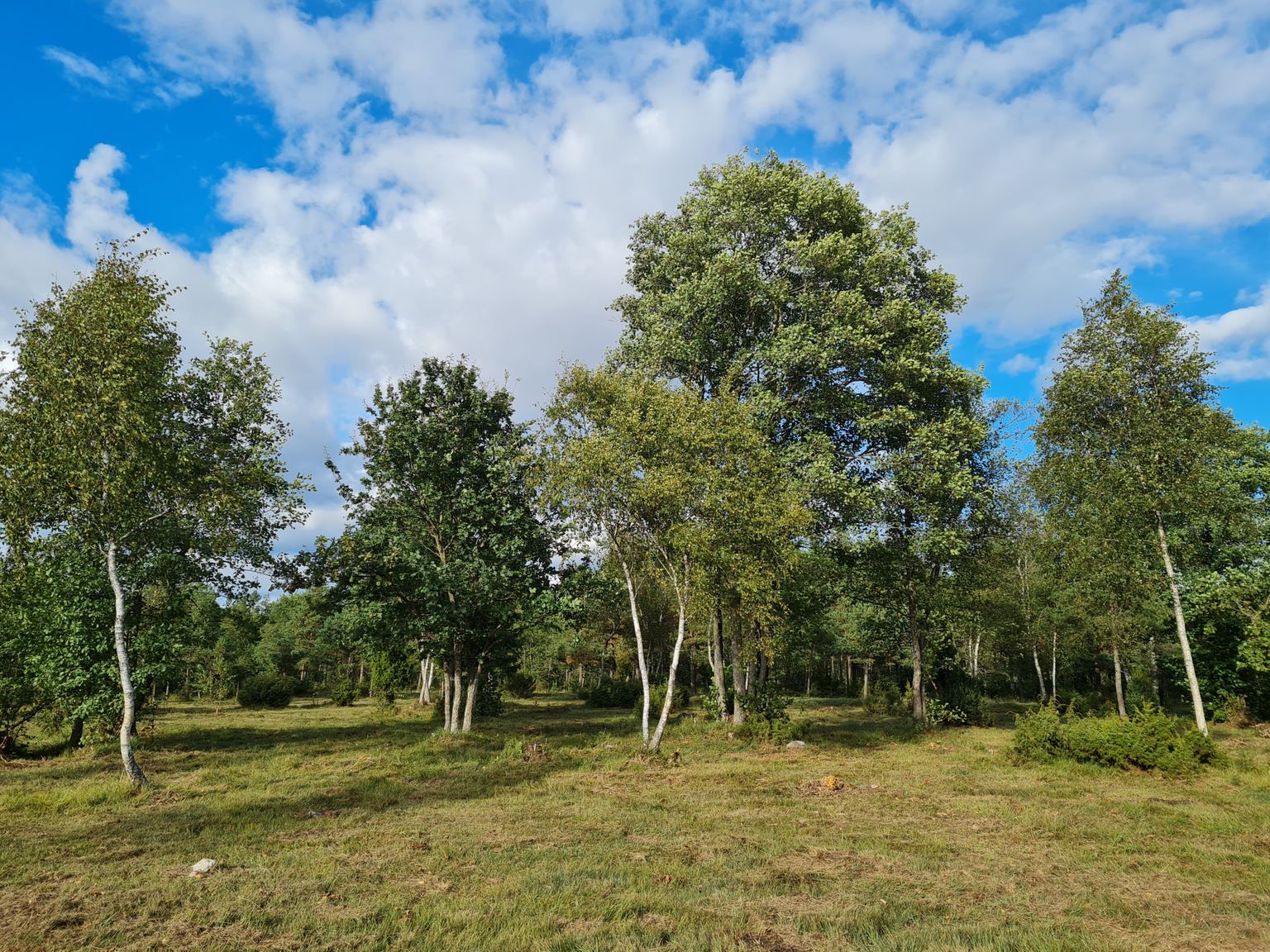 Tänavu taastatud puiskarjamaa Saaremaal Tahula-Reo hoiualal (Maku puiskarjamaa).