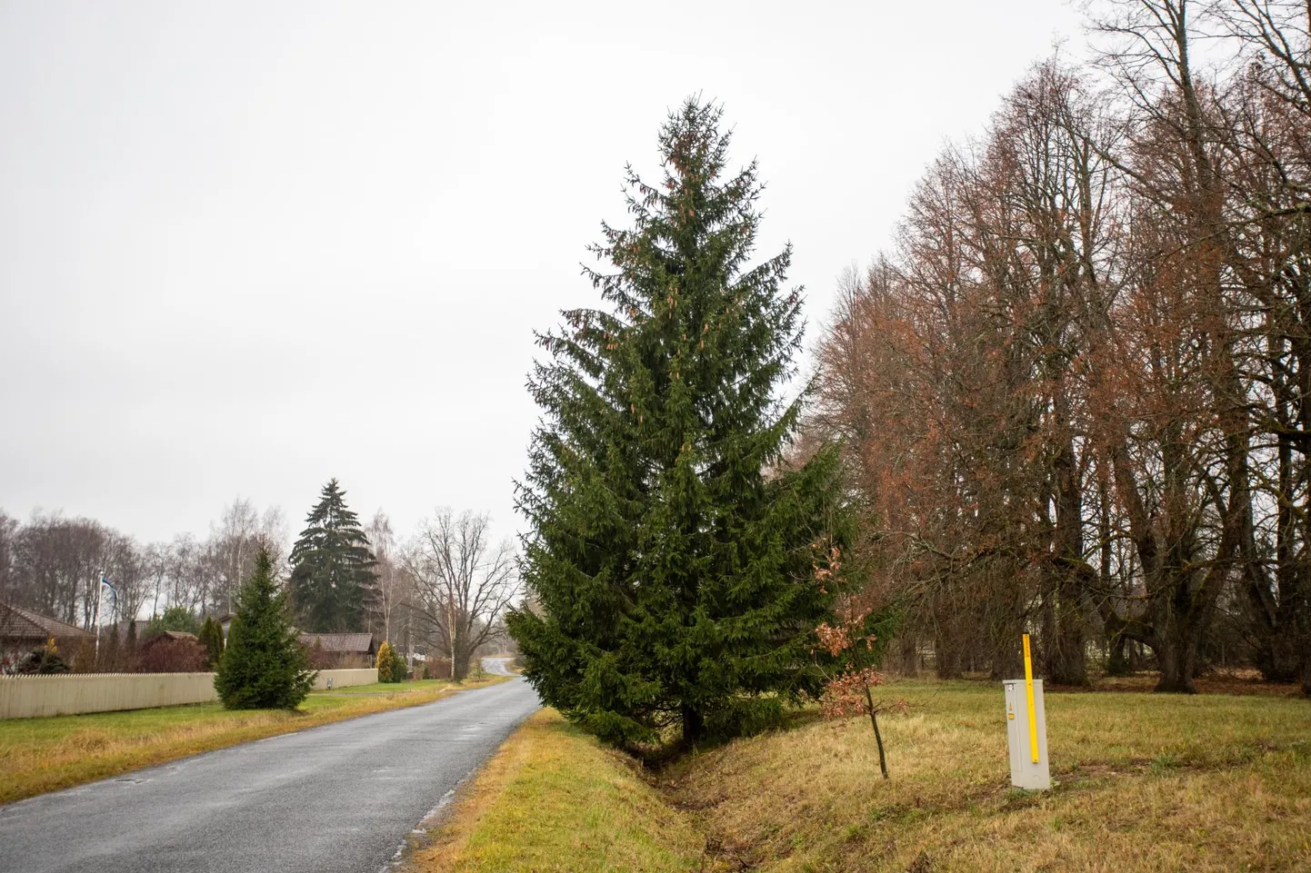Viljandi Vabaduse platsi ehtima hakkav kuusk kasvab Matapera külas tee kõrval kraavis.