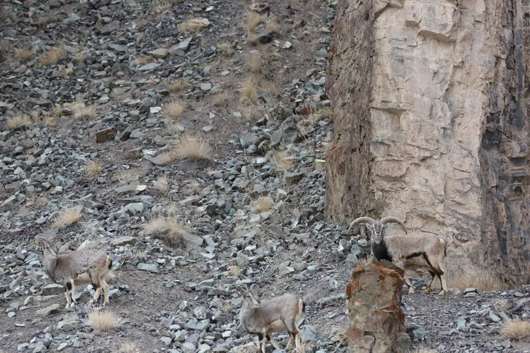 Lumeleopard