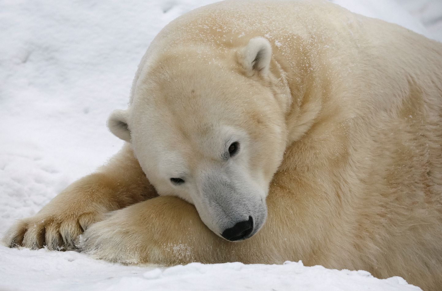 Neumünsteri loomaaia kitsed võivad minna toiduks sealsele jääkarule.