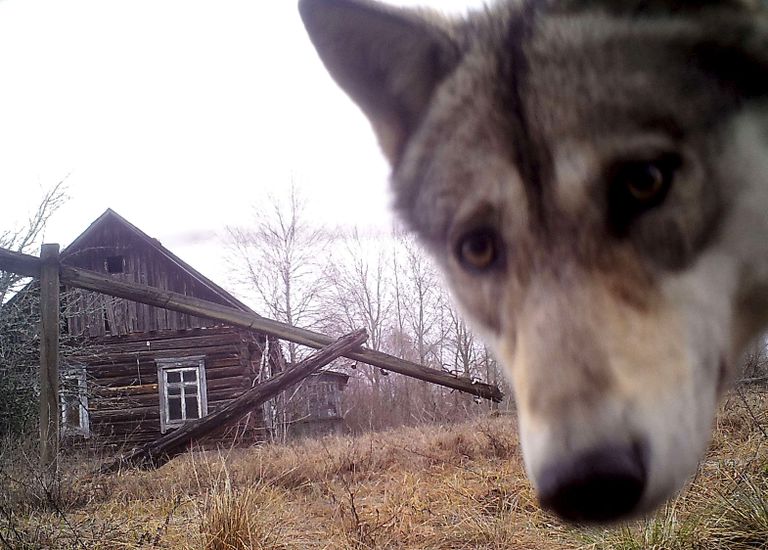 Valgevene. Hunt vaatab Tšernobõli keelutsoonis otse kaamerasse. 