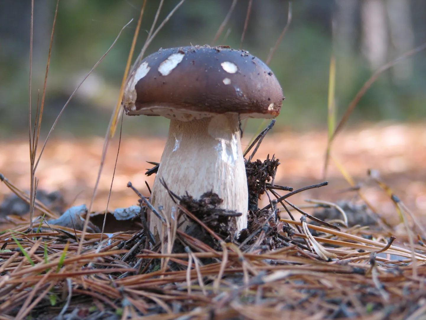 Kivipuravik Karula rahvuspargis