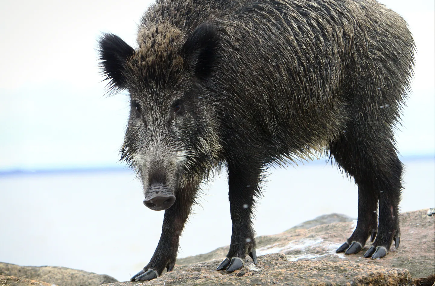 Väsinud metssiga Pärnu muulil ukerdamas.