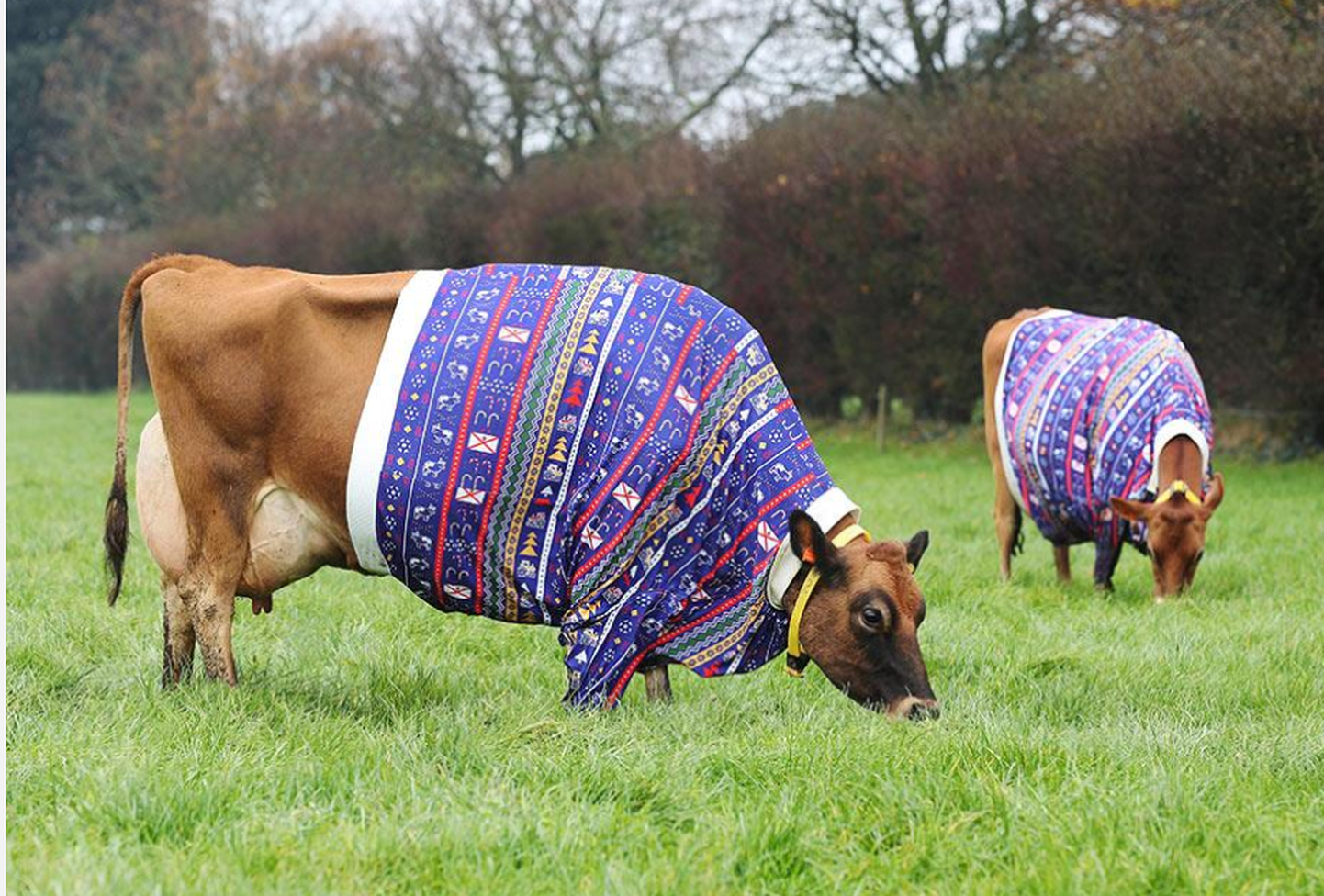 Talunik riietas oma Jersey lehmad jõukampsunitesse, et väärtustada kohalikku põllumajandusajalugu ja Jersey saarelt pärit lehmatõugu.
