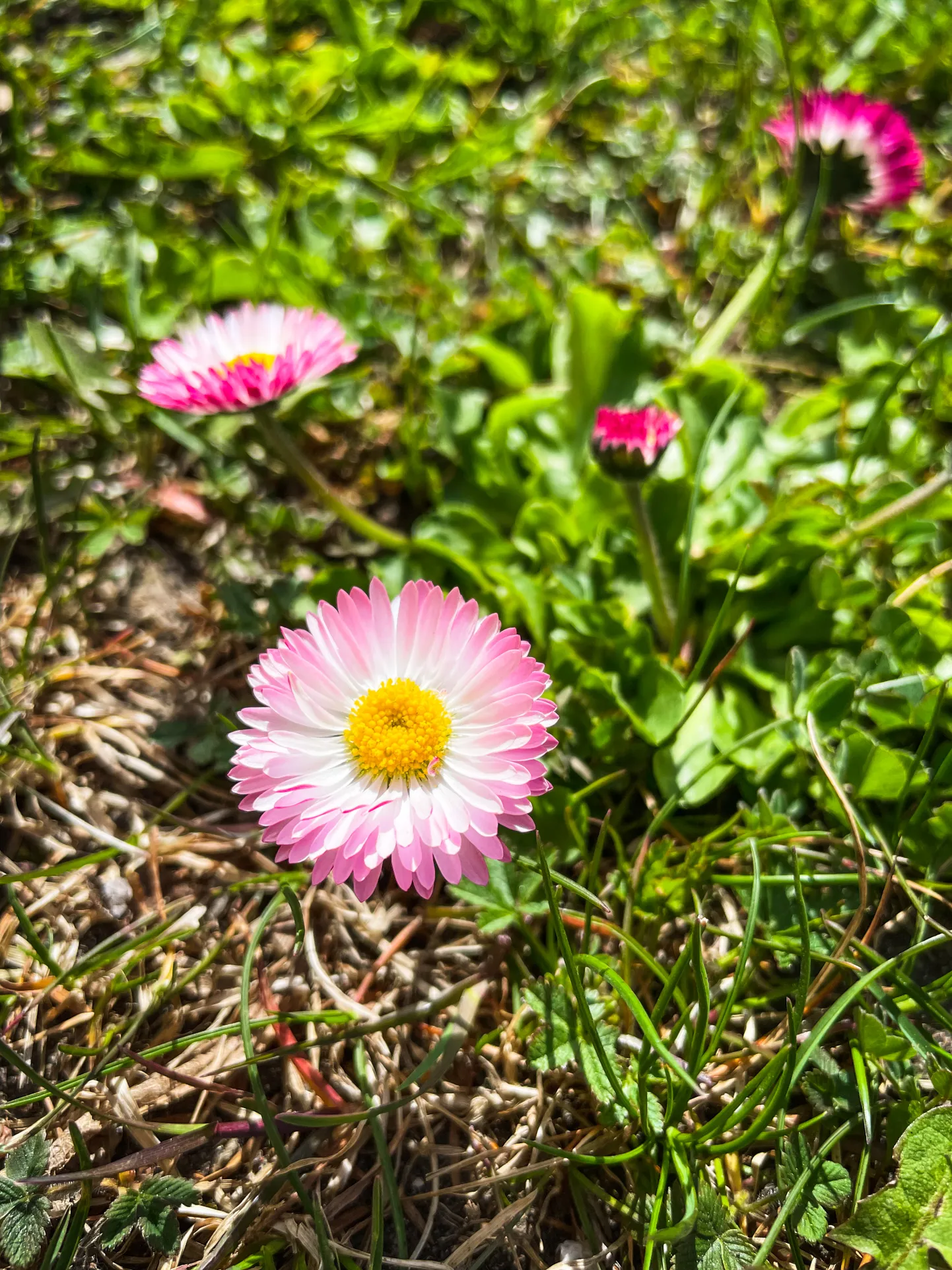 Artikli foto