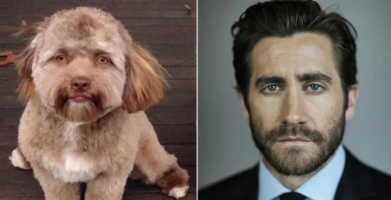 Shih-poo Yogi ja Jake Gyllenhaal