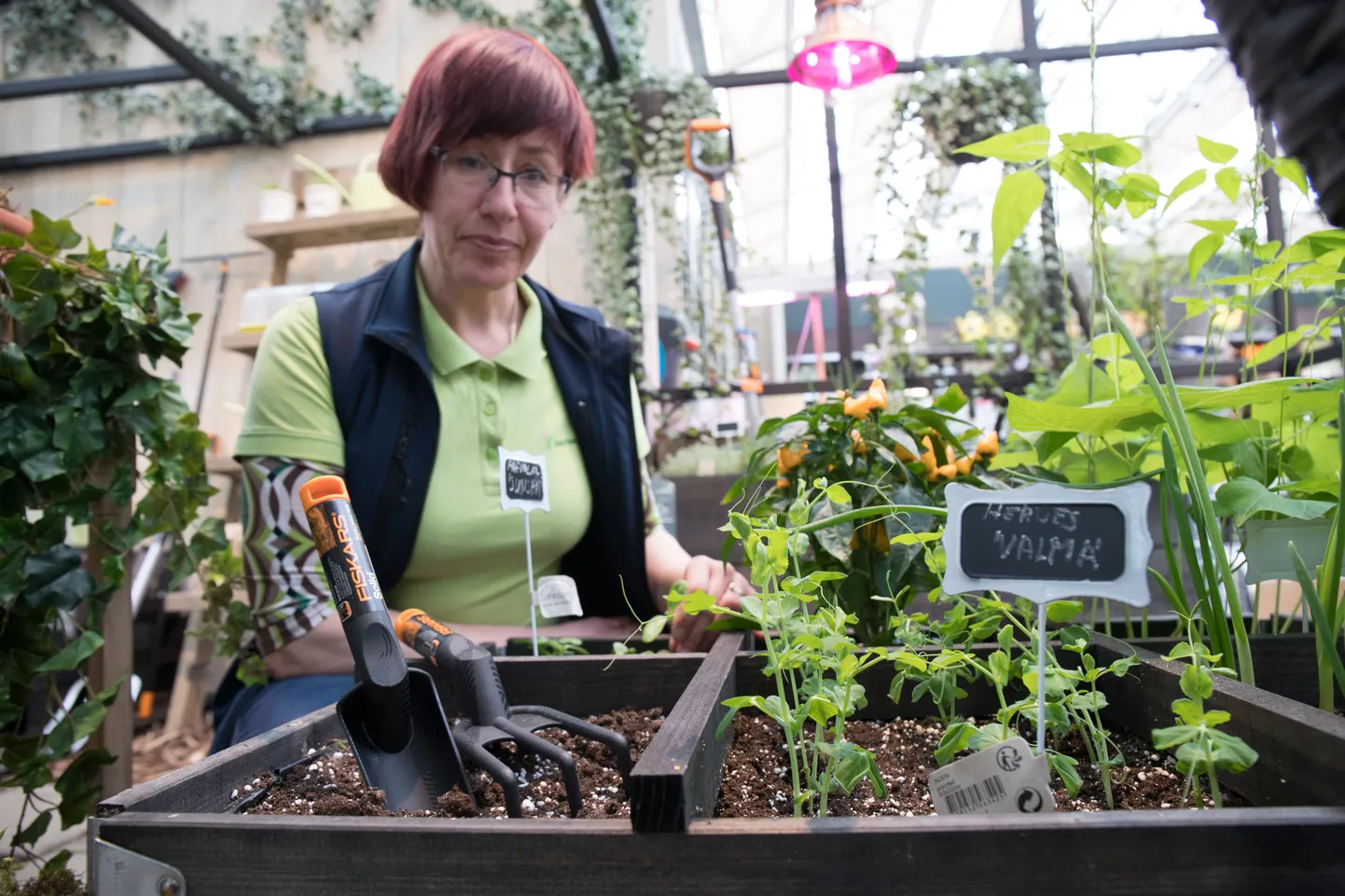 Aianduskeskuse Hansaplant aednik Reet Janov soovitab taimede ettekasvatamisega alustada juba praegu.