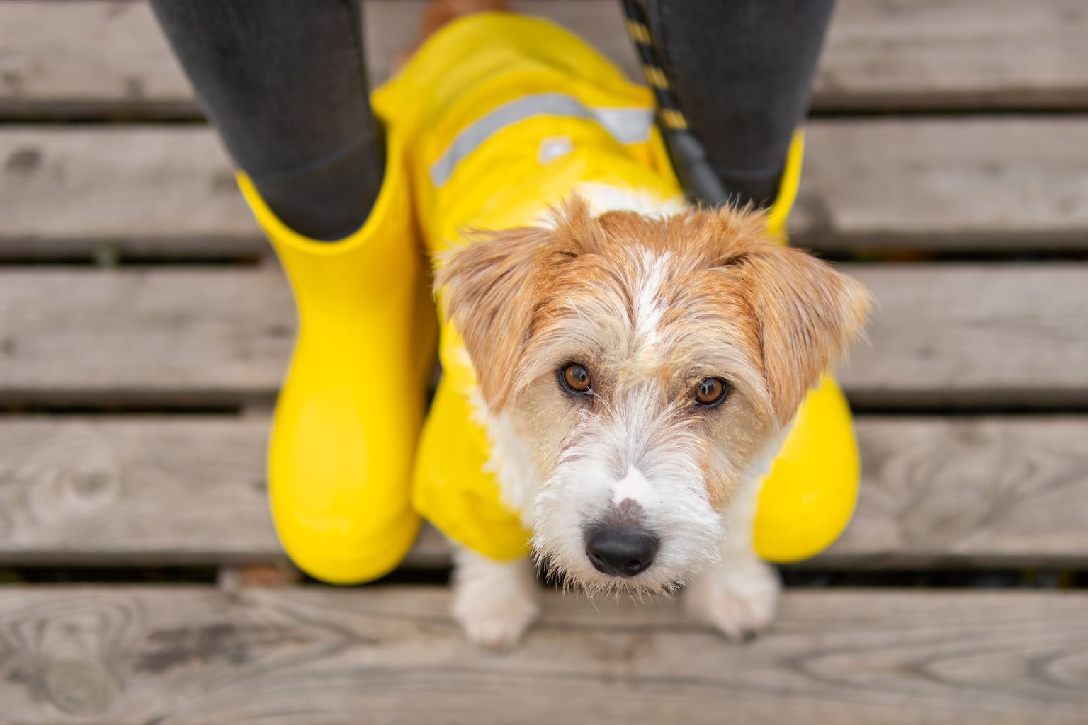 Собака в дождливую погоду. Иллюстративное фото