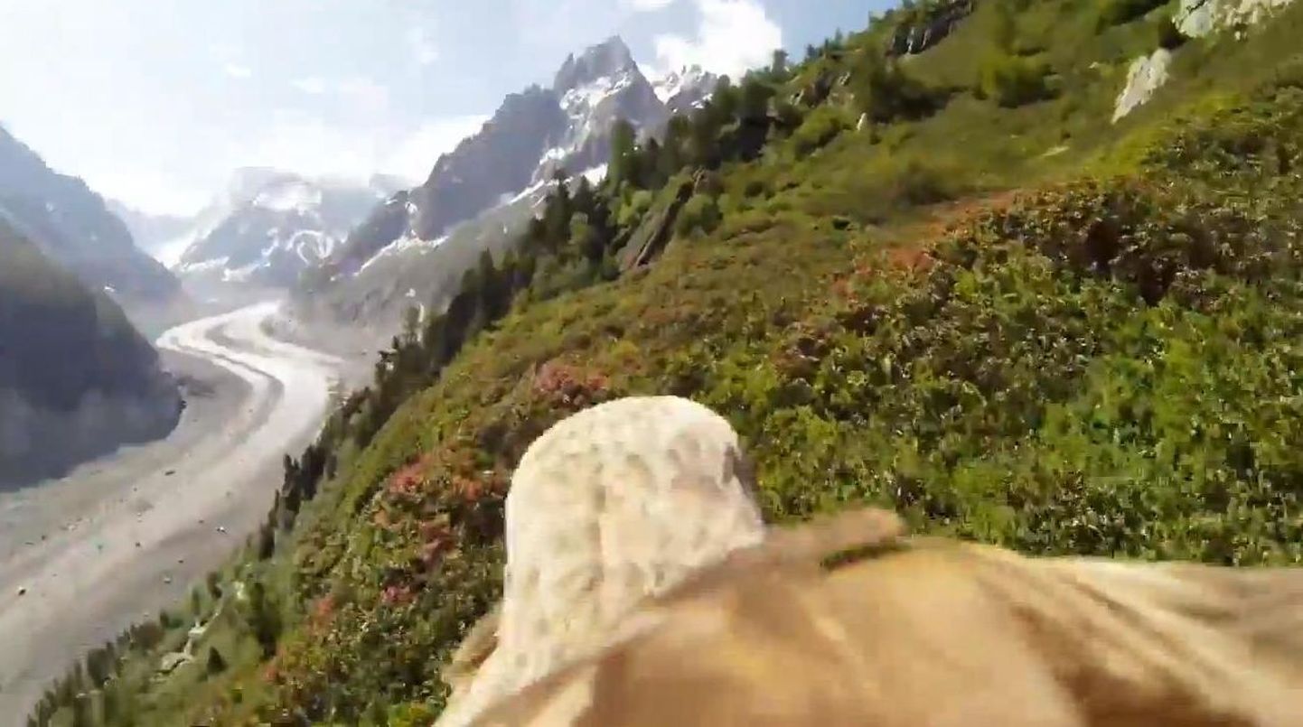 Video: mida näeb kotkas lennul