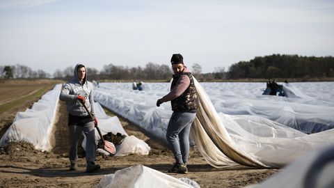 Saksamaa ja Norra lubavad ka pandeemia ajal tuhanded võõrtöölised põllule appi