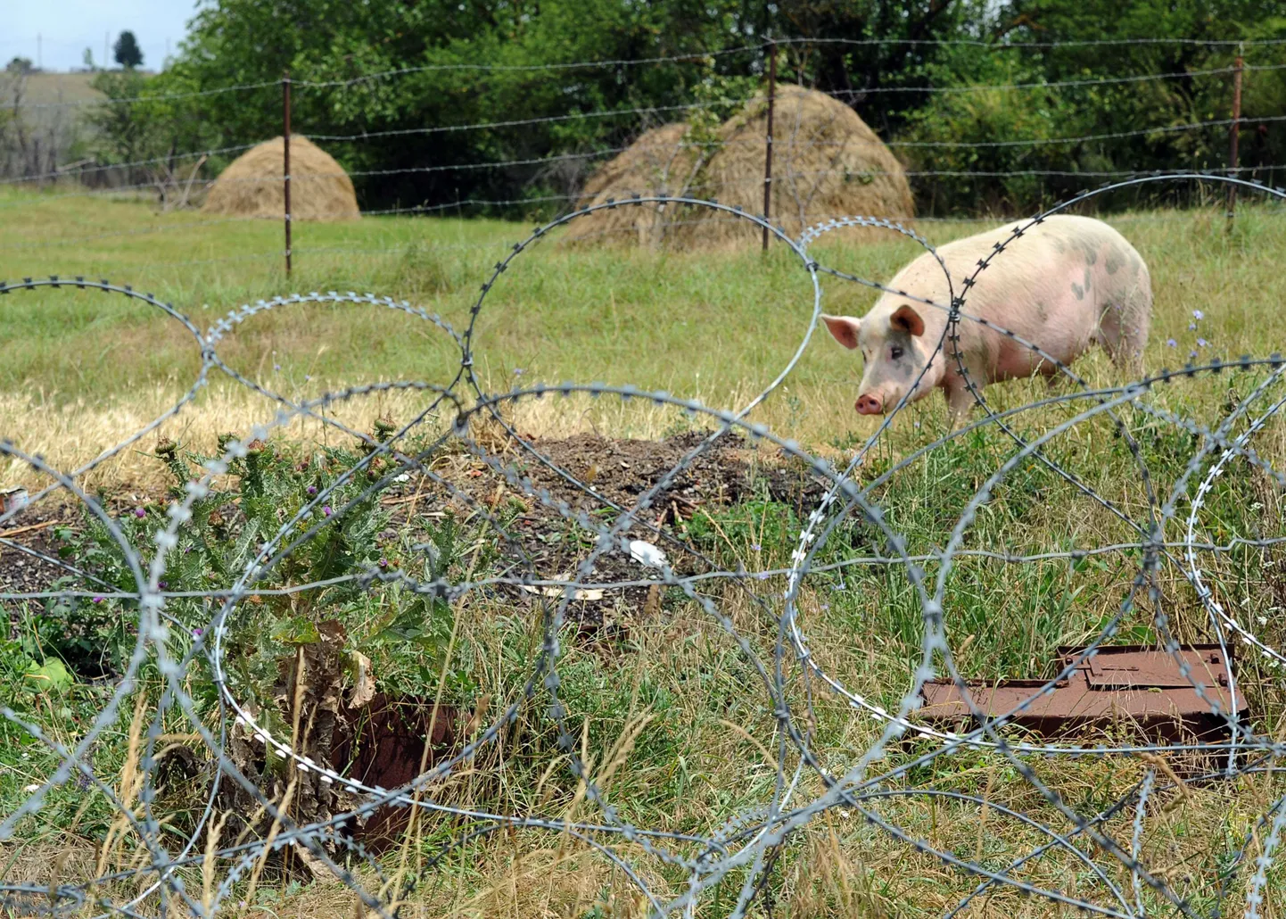 Karjamaa illegaalselt püstitatud piirimärgiste taga.