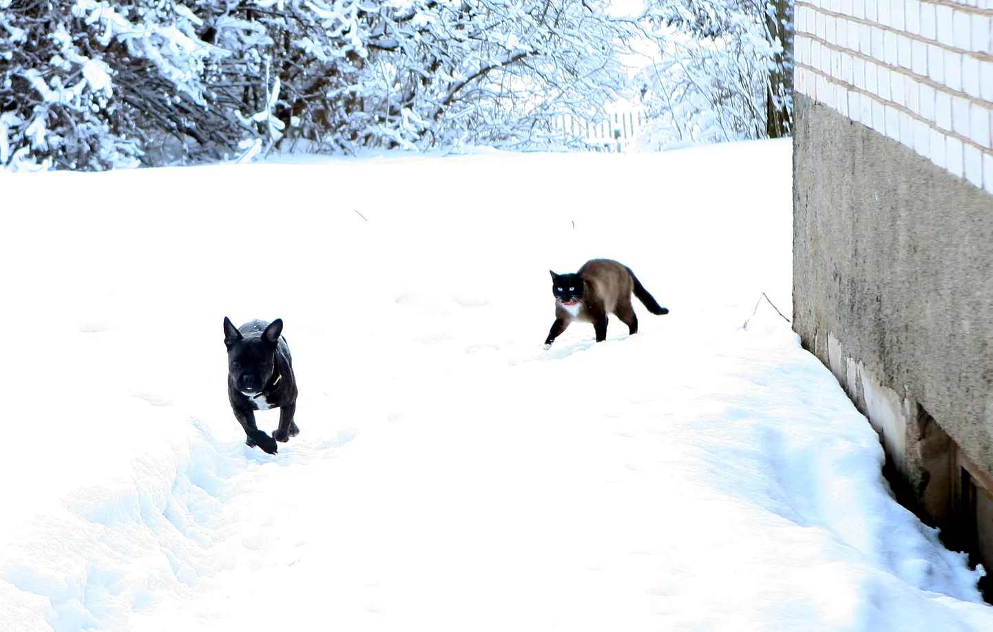 Suns un kaķis sniegā.