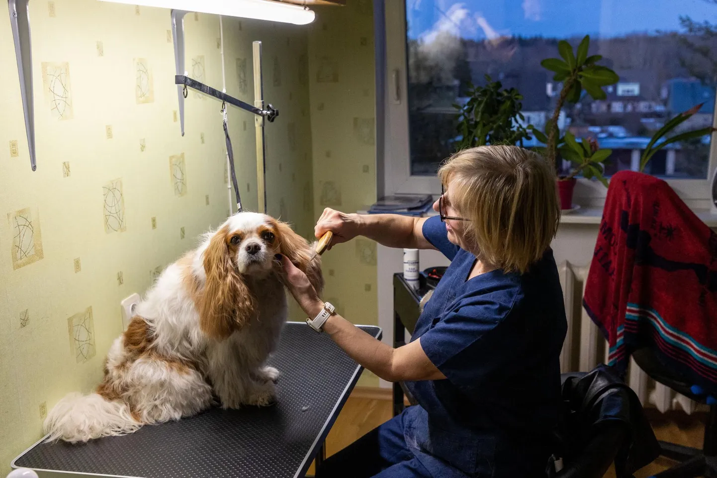 Türi Murumuri ilutoa avanud Ester Marjapuu annab cavalier king Charles spanjelile nimega Albert kevadiselt värske välimuse. Albert on suurepärane klient, kes pidas ilma ühegi haugatuseta vastu mitu tundi iluprotseduure.