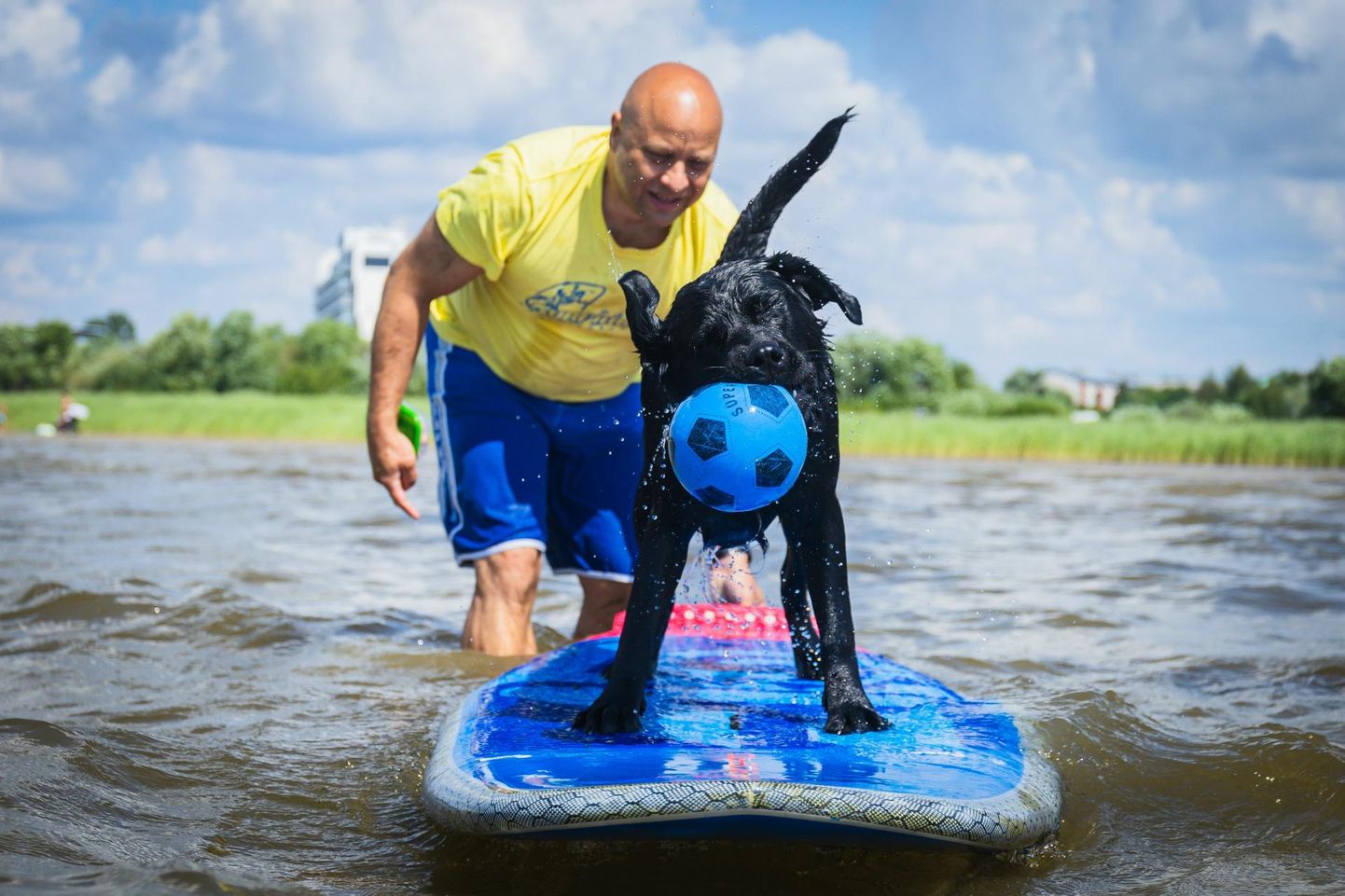 Peremees Fredi Dorbek leiab, et iga koera, kes vett armastab, saab surfama õpetada.
