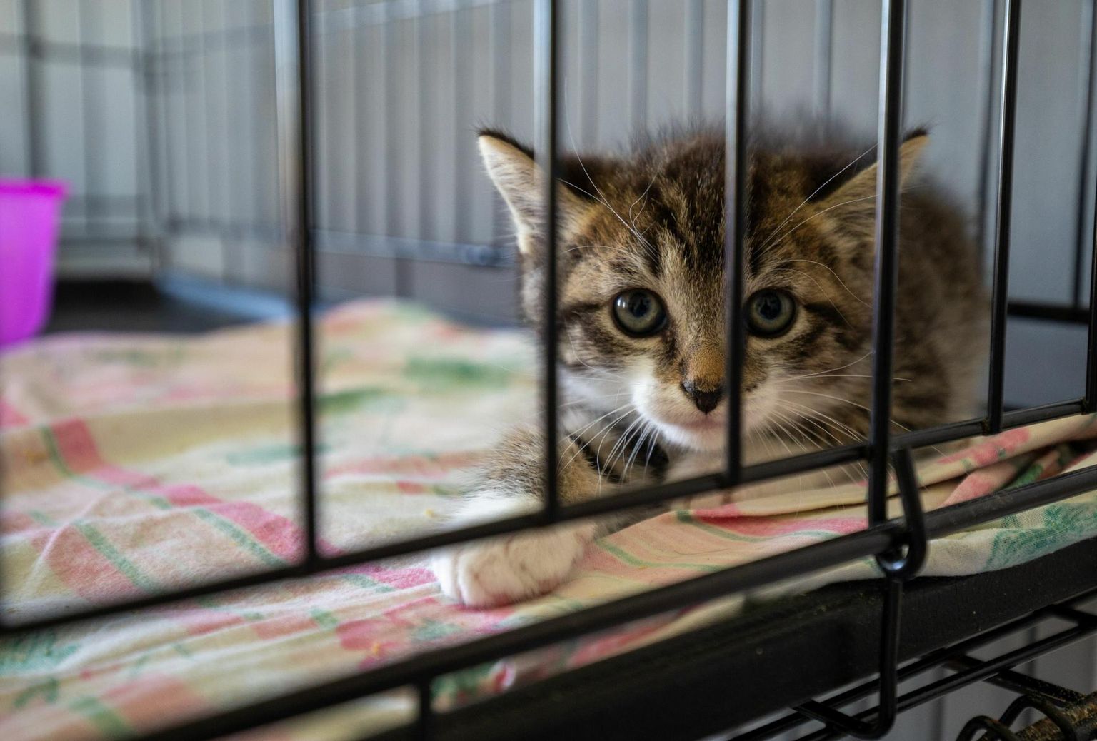 Seitset varjupaika haldav Varjupaikade mittetulundusühing on kodu leidnud enam kui 25 000 loomale. Pildil on kassipoeg Viljandi varjupaigas.