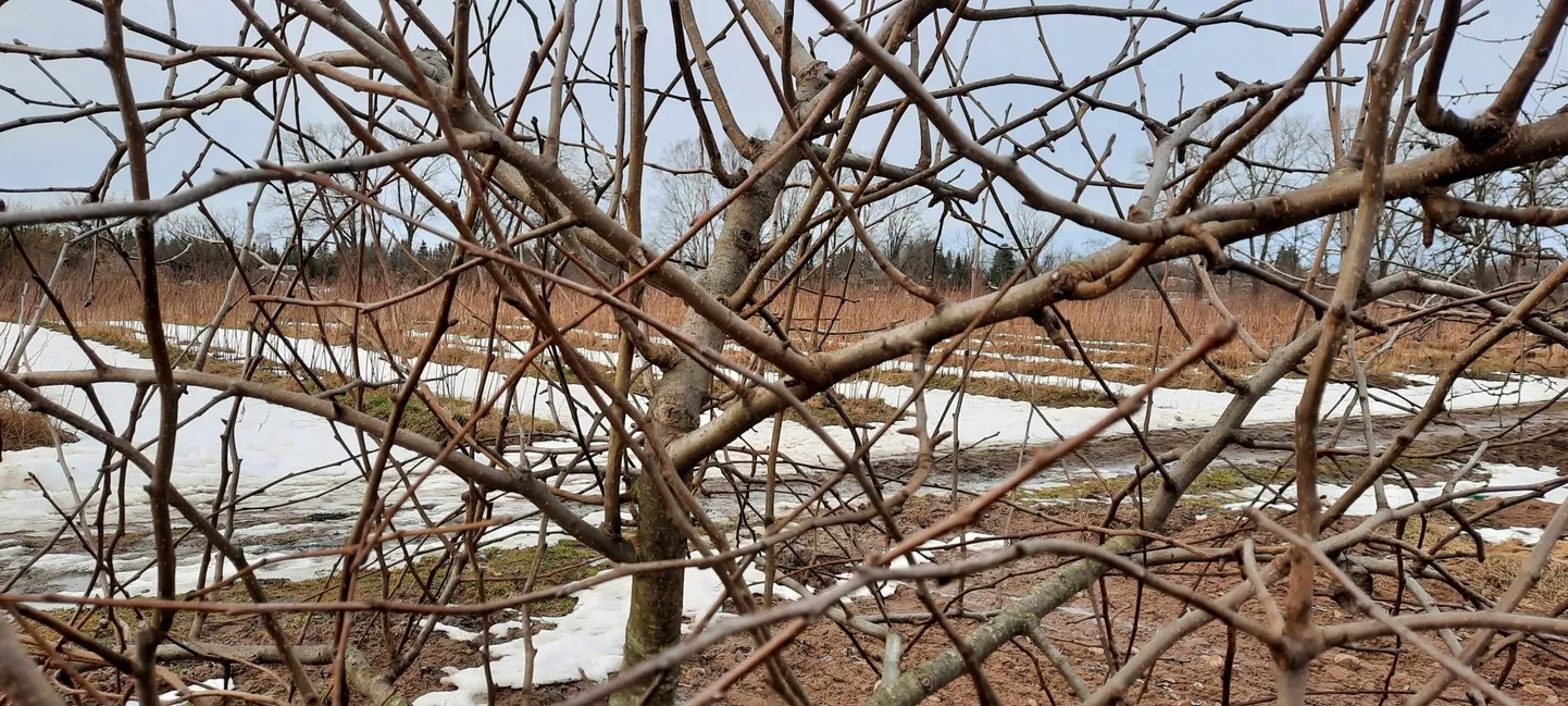 Vanarahva tarkus ütleb, et puu võra peab olema nii hõre, et sealt saab mütsi läbi visata, ilma et see okstesse kinni jääks.