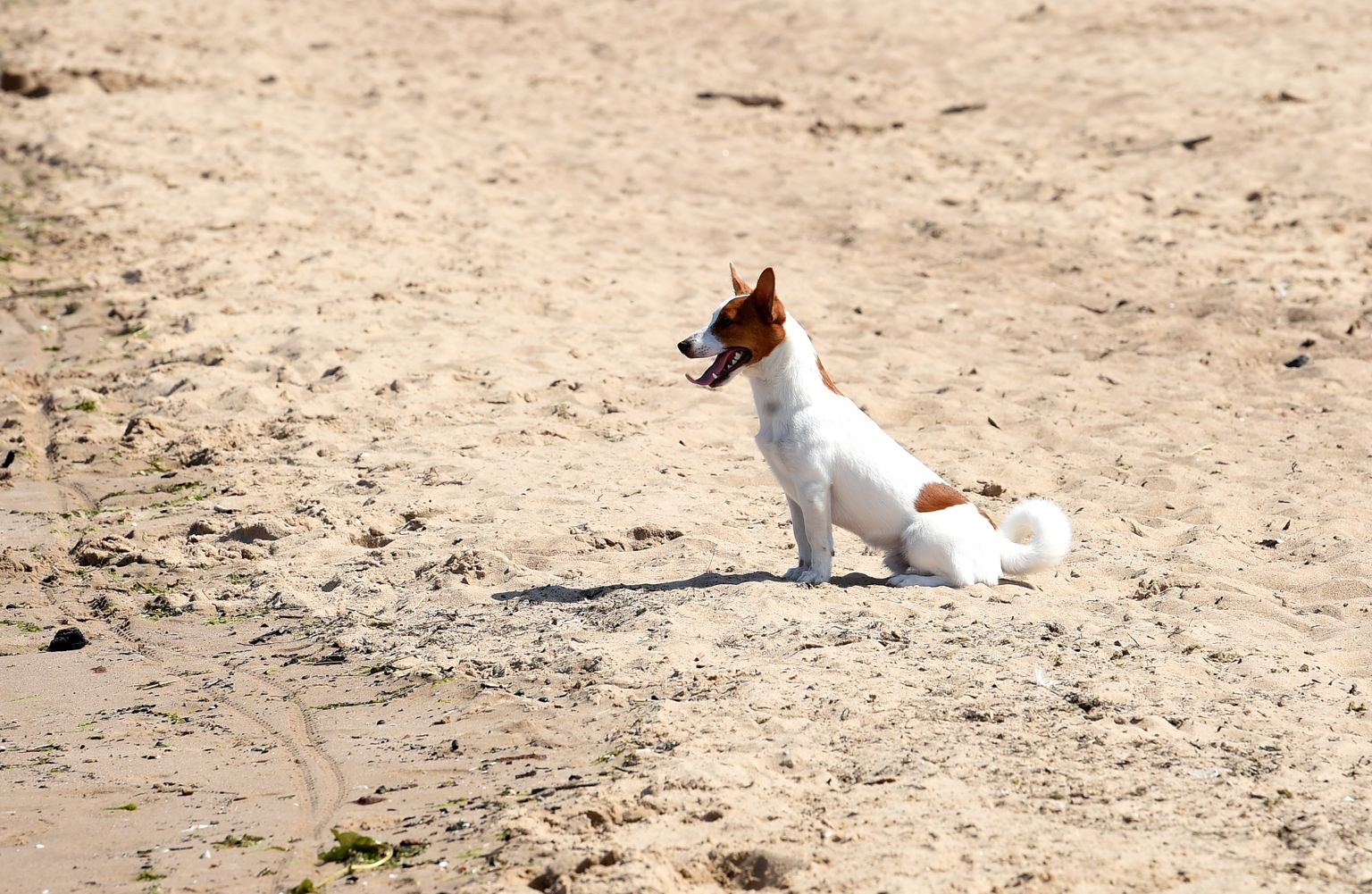 Suns Vecāķu pludmalē