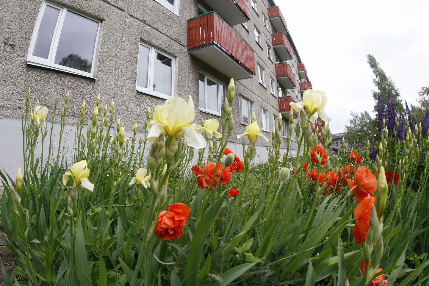 Lillepeenar Anne 1 kortermaja juures.
