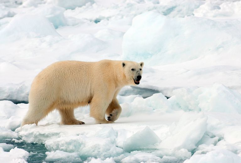 Teravmägede jääkaru. Pilt on illustreeriv