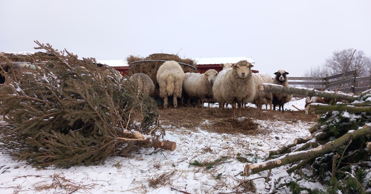 Savi talu lambad maiustavad Põrsanaerult pärit jõulupuu okstega