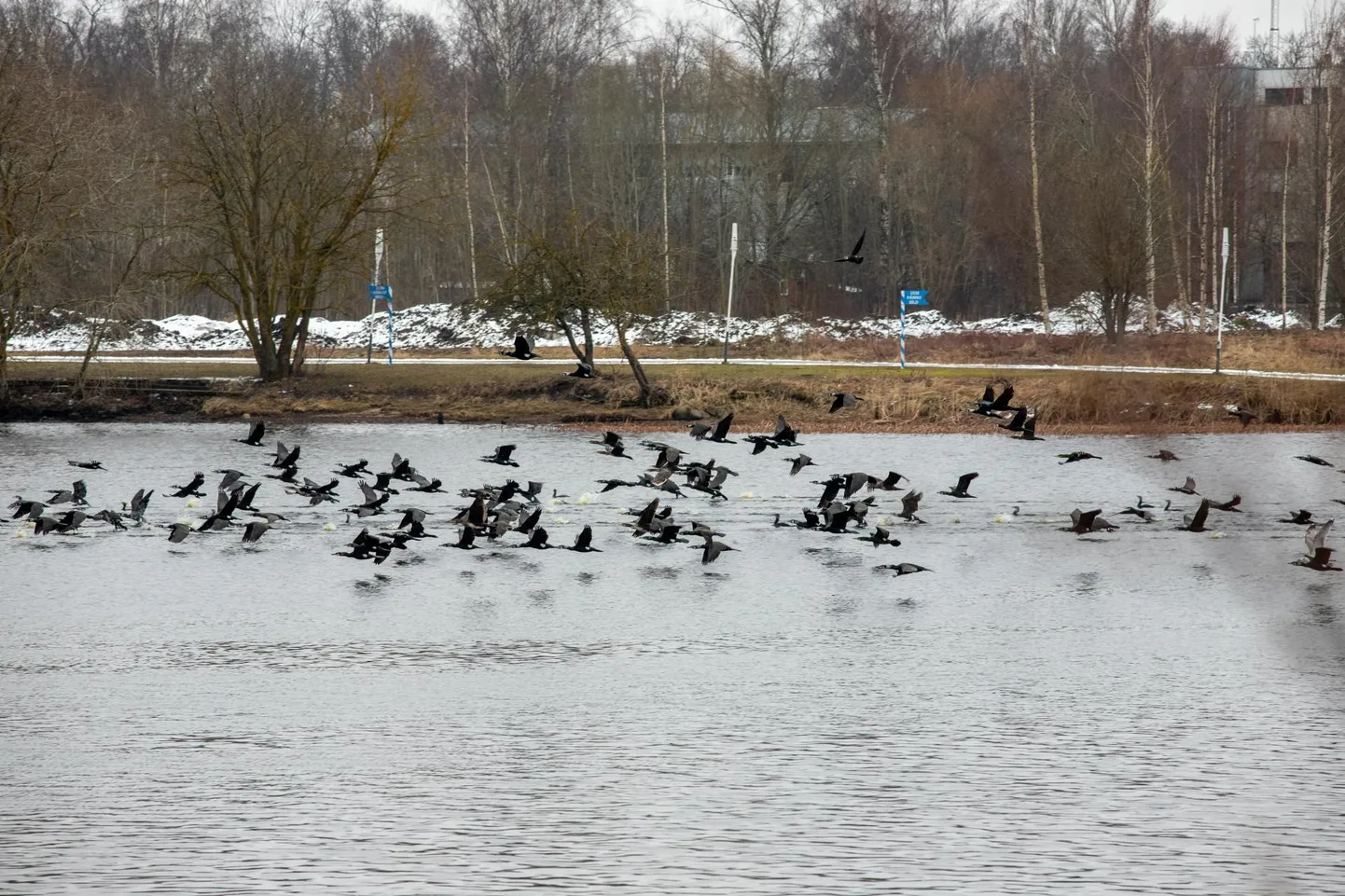 Eesti Ornitoloogiaühing valis 2025. aasta linnuks kormorani.