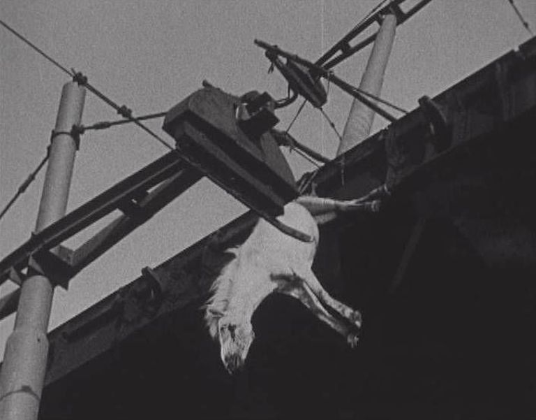 Sergei Eisensteini «Oktoober». Kuulus surnud hobune.