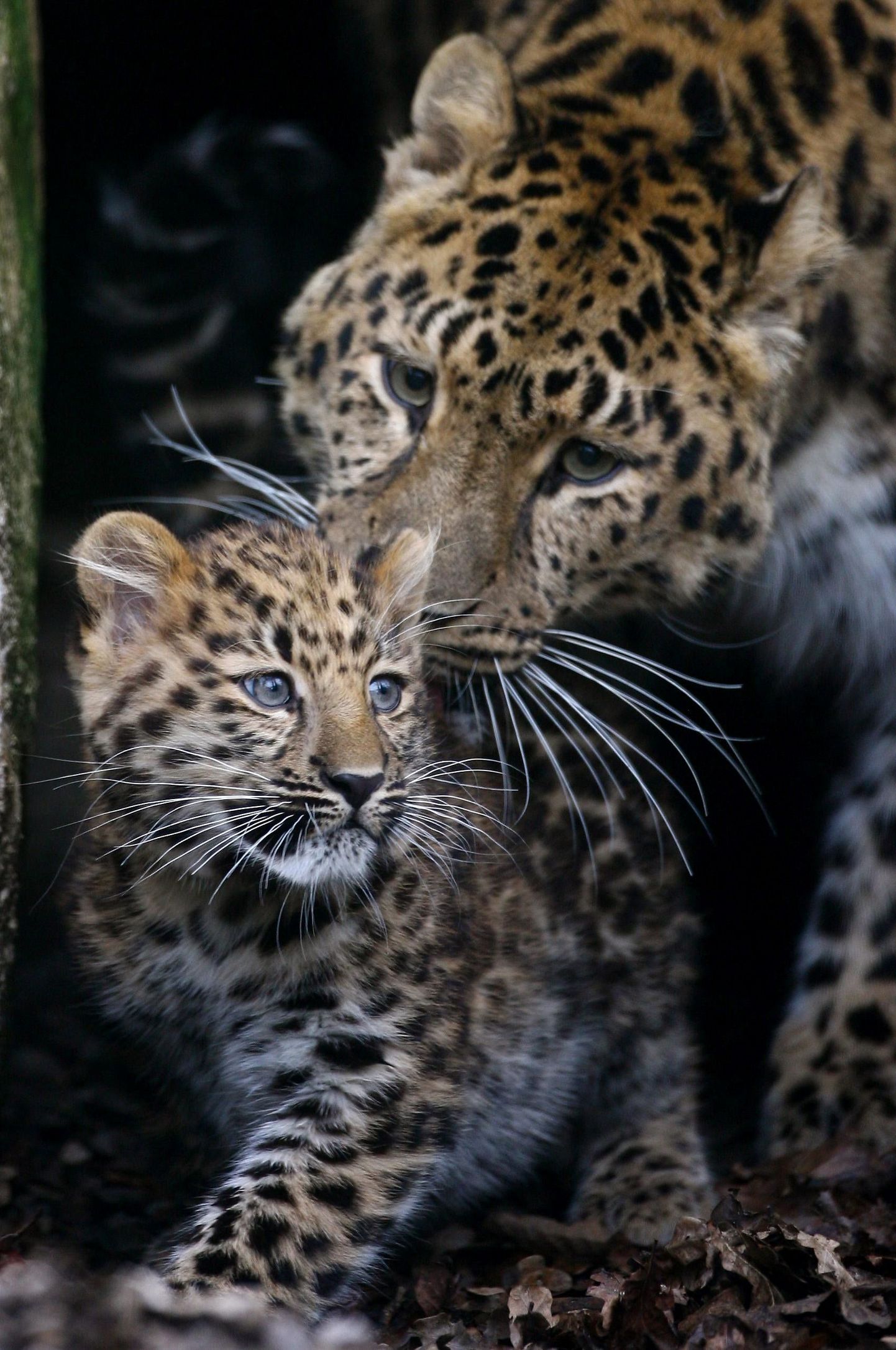 14 nädala vanune amuuri leopard koos emaga