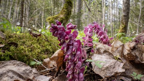 LOODUSFOTO ⟩ Käopäkk on kaunis parasiit