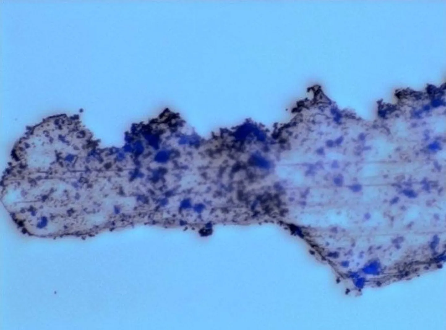Metalsed mikrorobotid (tumesinised täpid) on koloniseerinud sakilise mikroplastiku tüki, lõhkudes plastiku väiksemateks molekulideks.