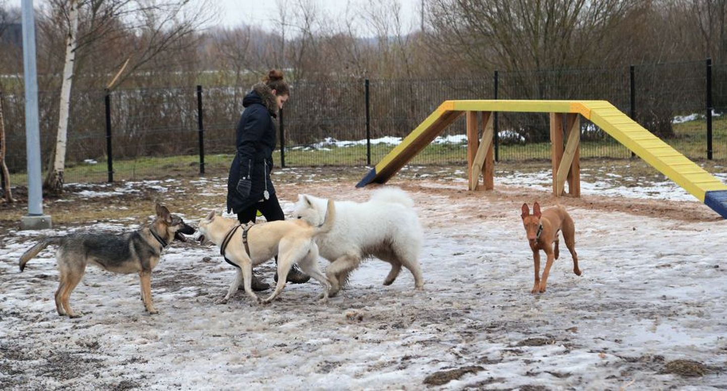 Tartus avati mullu novembris Annelinnas esimene koerte jalutusväljak.
