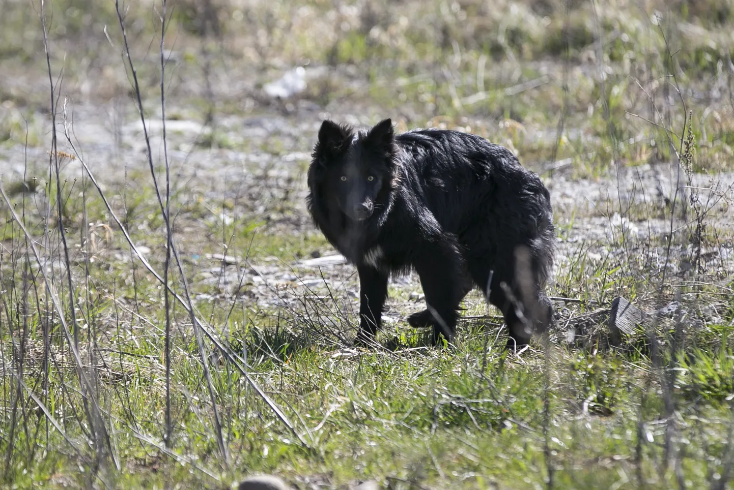 Koerte katkust hoidumiseks väldi lemmikloomade kokkupuudet metsloomadega.