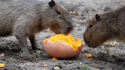 1 апреля Рижский зоопарк можно будет посетить всего за один евро