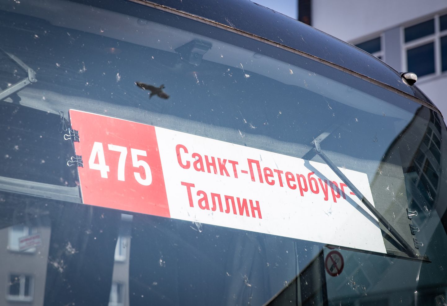 Птица свободно парит над одним из автобусов, который менее свободно, но все еще курсирует между Таллинном и Санкт-Петербургом. Автомобильный вокзал Таллинна, июль 2022 года.