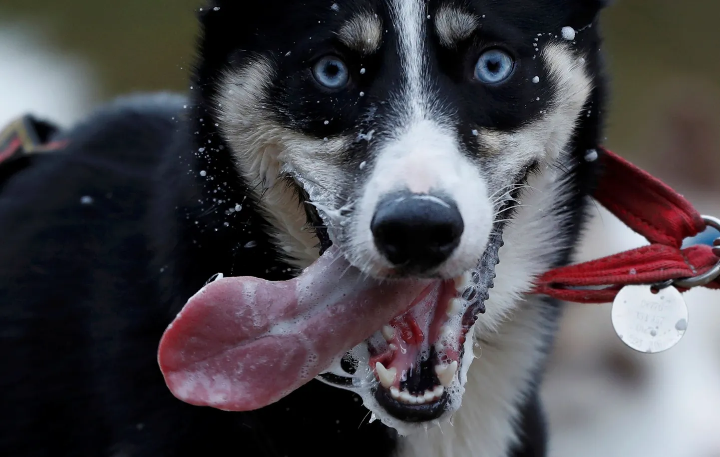 Husky Šotimaal toimunud Aviemore'i kelgukoerte rallil.