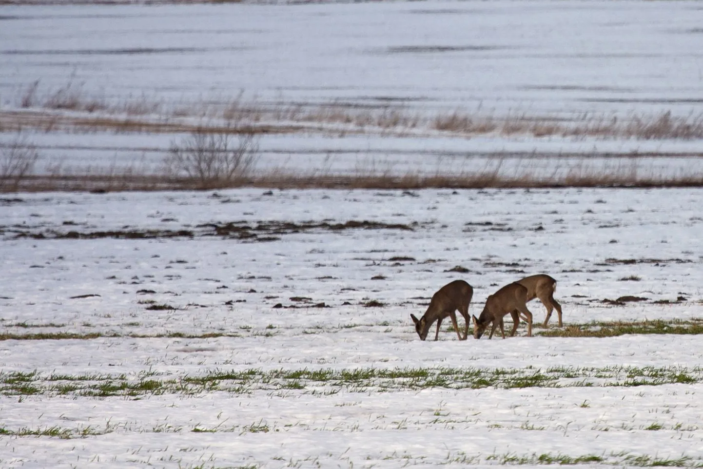 Metskitsed põldudel toitu otsimas. Foto on illustratiivne.