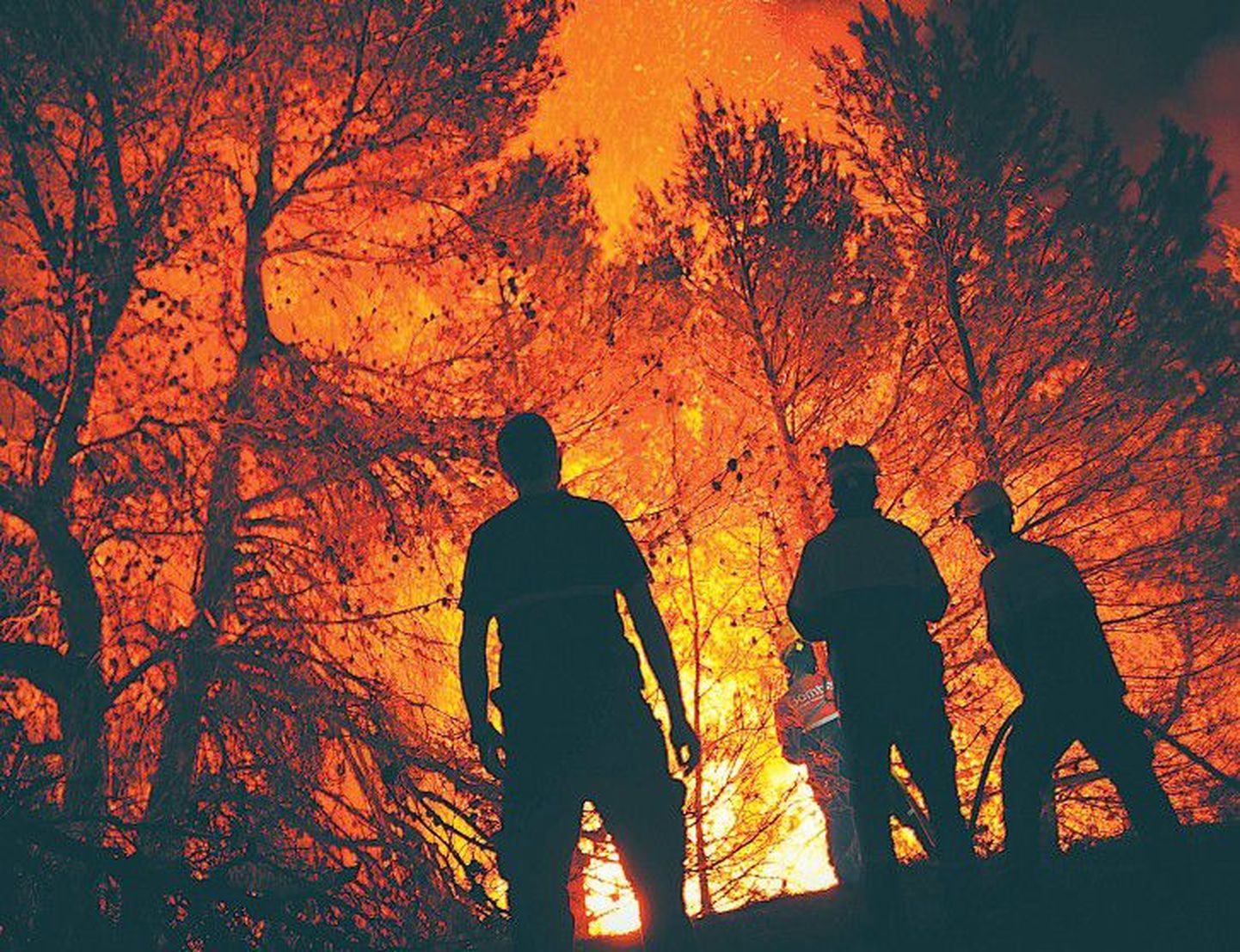 Лесной пожар. Снимок иллюстративный.