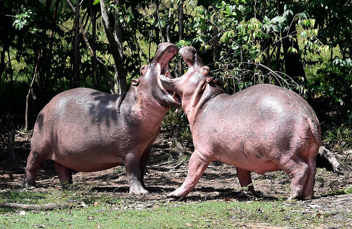 Hippos are seen at the Hacienda Napoles theme park, once the private zoo of drug kingpin Pablo Escobar at his Napoles ranch, in Doradal, Antioquia department, Colombia on September  12, 2020. - Escobar bought four hippos from a zoo in California and flew them to his ranch in the early 1980s. Left to themselves on his Napoles Estate, they bred to become supposedly the biggest wild hippo herd outside Africa -- a local curiosity and a hazard. (Photo by Raul ARBOLEDA / AFP)